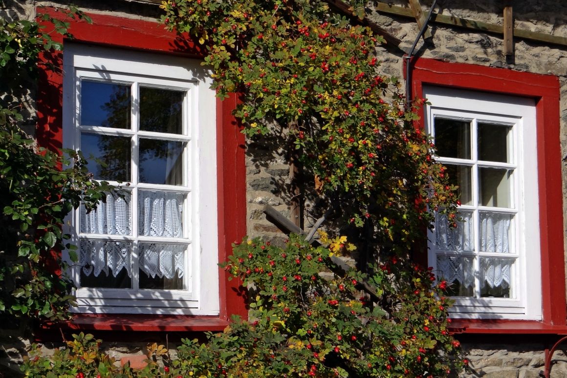 Holzfenster mit rotem Rand und Fassadenbegrünung